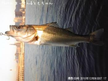 シーバス