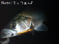 マルスズキ