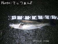 ޥ륹