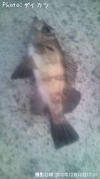メバル