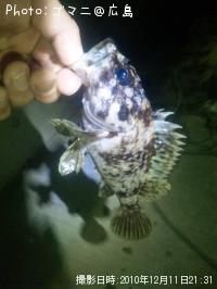カサゴ