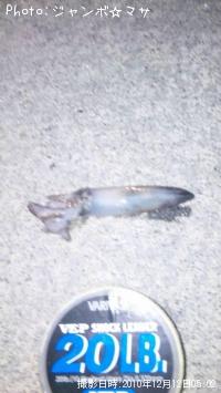 ヤリイカ