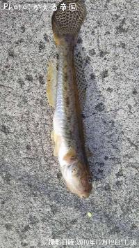 鯊