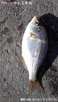 タナゴ