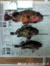 カサゴ