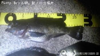 メバル