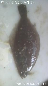 ҥ쥤