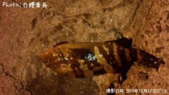 アコウ