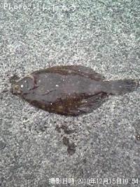 カレイ