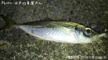 アジ