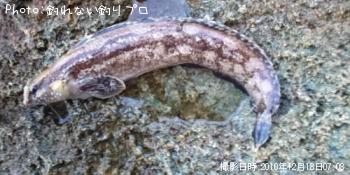 ギンポ