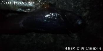 ドンコ