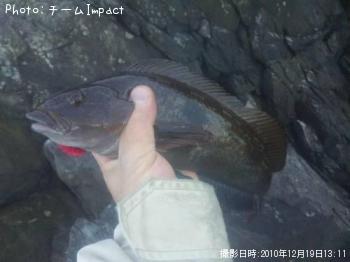 アイナメ