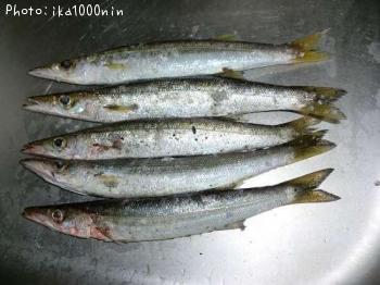 カマス