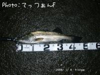 マルスズキ