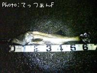 マルスズキ