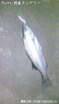 シーバス