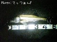 ޥ륹