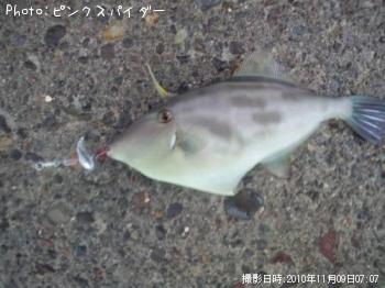 ウマヅラハギ…？