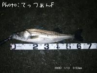 タイリクスズキ