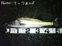 タイリクスズキ