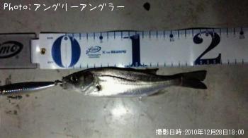 シーバス