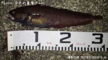 エゾイソアイナメ