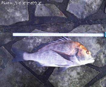 黒鯛