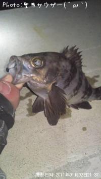 メバル