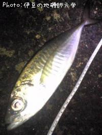 アジ