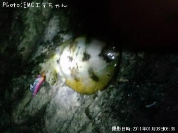 アオリイカ