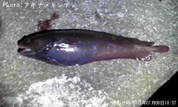 エゾイソアイナメ
