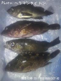 メバル　ガシラ