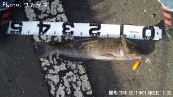 アイナメ