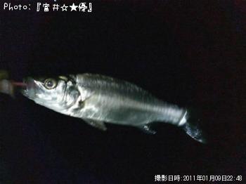 シーバス