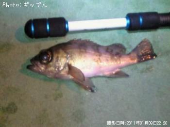 メバル