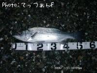 ヒラスズキ