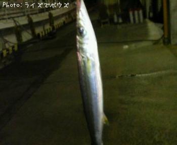 カマス