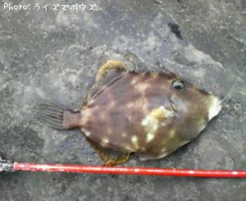 カワハギ