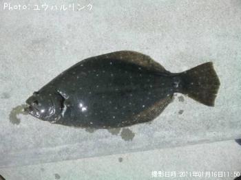 ヒラメ