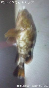 カサゴ