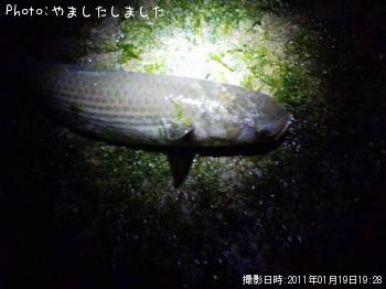 ボラ