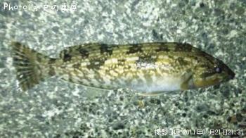 アイナメ
