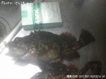 ガシラ