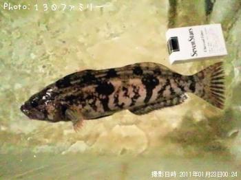 アイナメ