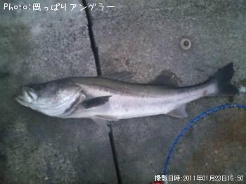 シーバス