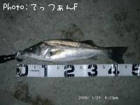 ޥ륹