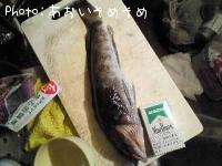 ʥ