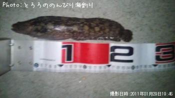ギンポ