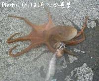 タコ